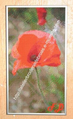 Coquelicot