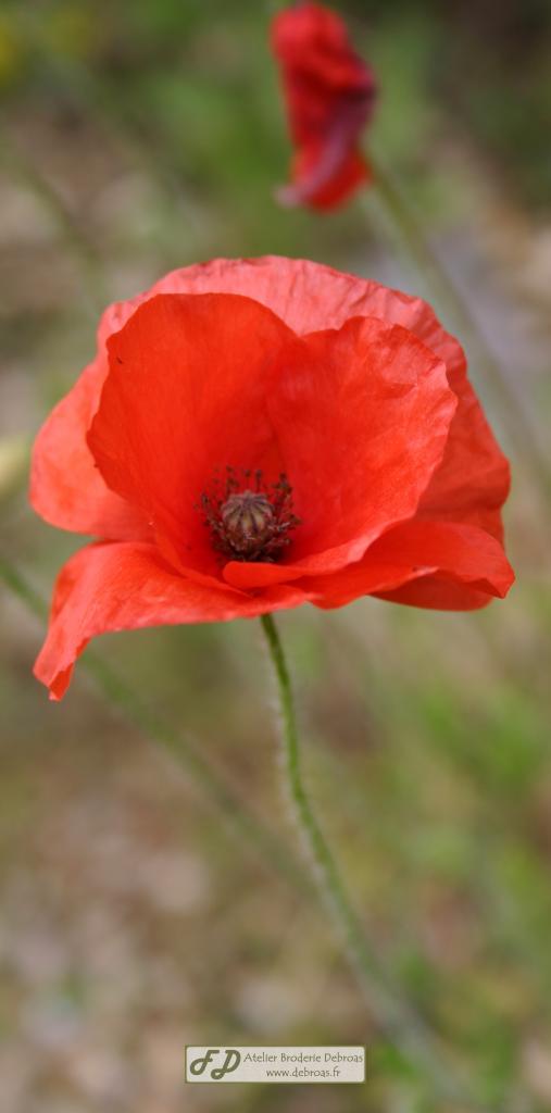 Coquelicot