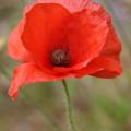 Coquelicot
