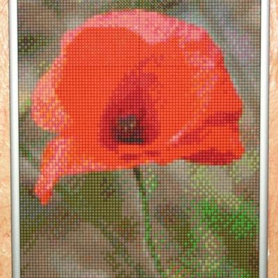 Coquelicot